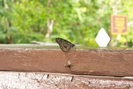 Butterflyの写真素材