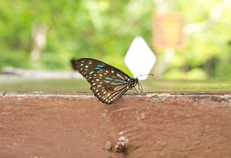 Butterflyの写真素材