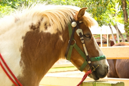 Horseの写真素材