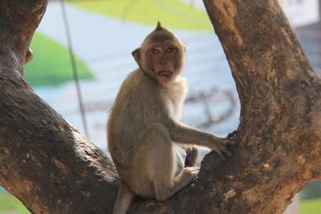 Monkey