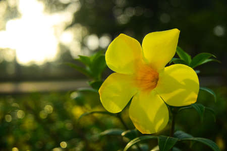 The yellow flower and the sunの写真素材