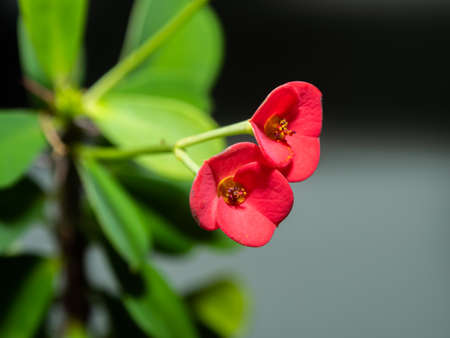 Poi Sian Flower, traditional flower in Thailand, are taken in the garden.の写真素材