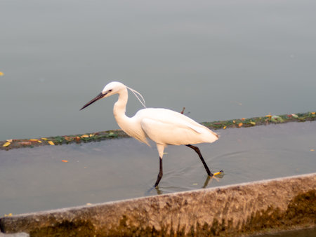 White egrets in big capital, walking and seeking for food.の写真素材