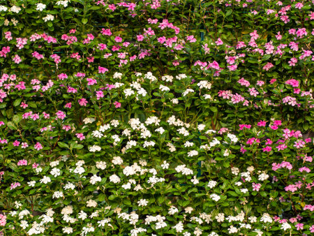 Beautiful decorative pink and white flower Wall. Wedding Party Decor Detail. Elegant Arrangement Floristics Settingの写真素材