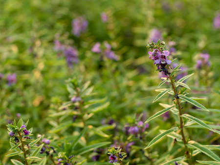 Soft-focus blue salvia flowers in the garden, blurred flower garden as background.
