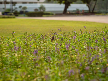 Little bird among the spring greenery. Hiding in the bushesの写真素材