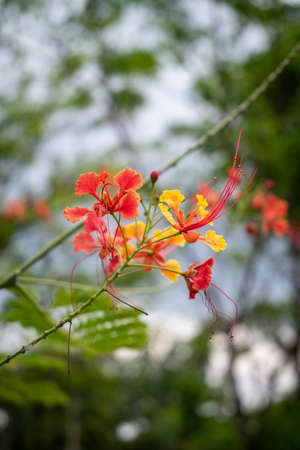 Red orange Peacock flower with green leaf background.の写真素材