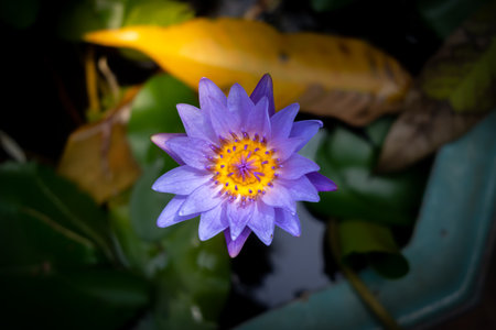 Close up lotus in dark background. Colorful lotus contrast to background.の写真素材
