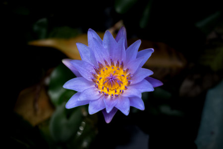 Close up lotus in dark background. Colorful lotus contrast to background.の写真素材