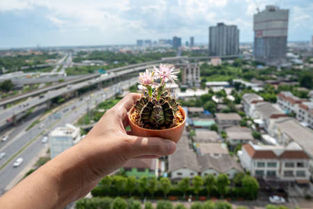 Hand holding small cactus, with flower blooming, in flowerpot. Gardening in massive city.