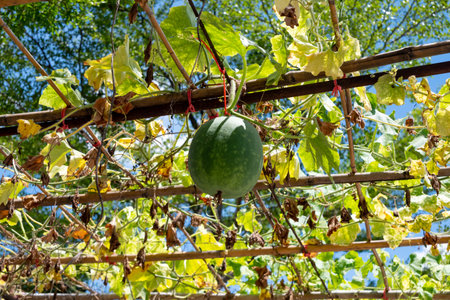 Long cucumber is a kind of cucurbit planted on the scaffolding. Vivid green leaves of cucumber contrasted with the blue sky.の写真素材