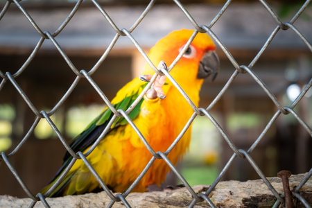 Beautiful colorful sun conure parrot in the bird cage in zoo standing on tree branch.の写真素材