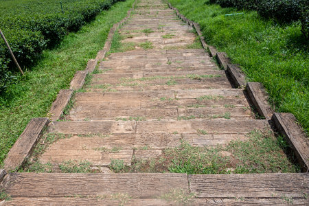 Scenic of ancient brick or stone stair downhill with green grass and tree at side path. The endless cobblestone stair as walking path journeys along the hill.の写真素材