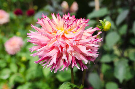 a very lovely flower with great color it s from the family dahliaの写真素材