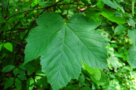one big and beutiful green leafe in the woodの写真素材