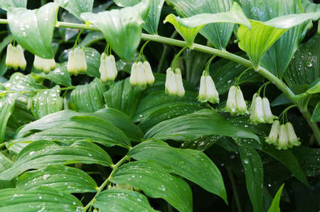 a beutiful white flower from the family Polygonatum with some raindropの写真素材
