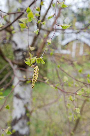 One birch full of pollen in spring bad for allergyの写真素材