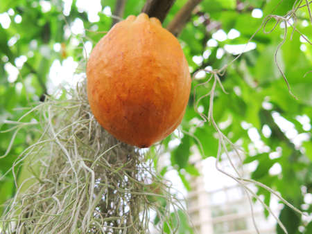 one orange and lovely cocoa bean hanging in the treeの写真素材