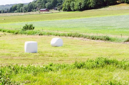 one field with many white pack ensilageの写真素材