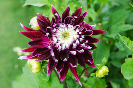 one beutiful flower in the family dahlia lovely purple colorの写真素材