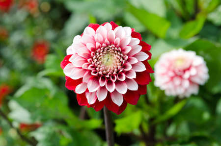 Beutiful flower in family Dahlia a red and lovely Rexonaの写真素材