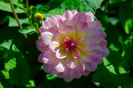 another beutiful flower in the family dahlia the name is zingaroの写真素材