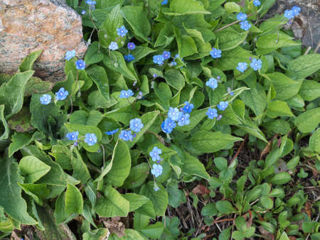 blue and lovely flower in early spring in swedenの写真素材