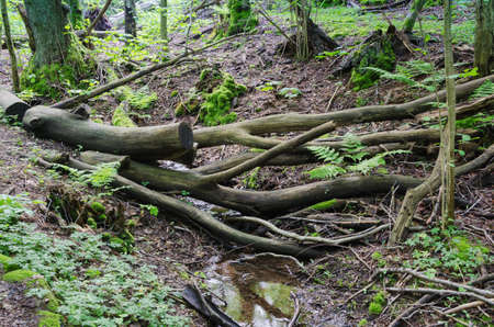 mystery forest with old tree and water and some leafの写真素材