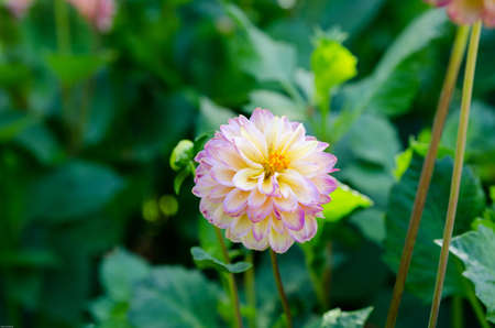 one beutiful flower in family dahlia the name is Hapat vinoの写真素材