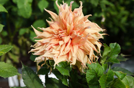 a very nice dahlia with the name Go America with a very nice colorの写真素材