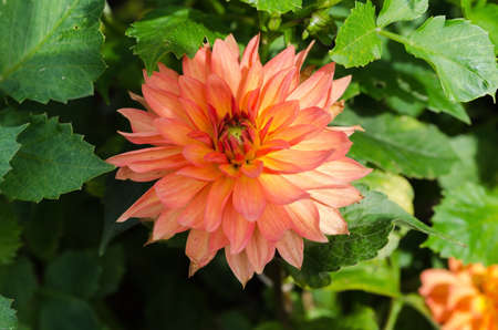 one lovely orange flower from the family dahlia the picture is from Gothenburgの写真素材