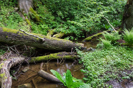 old forest with trees and water and the sun is thereの写真素材