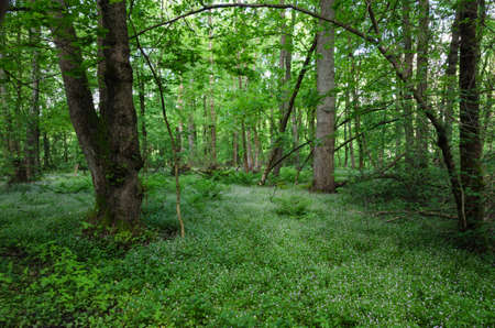 many white flower in a beutiful forestの写真素材