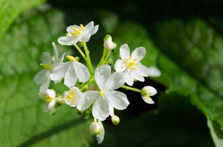 a beutiful white flower with raindrop and sun on itの写真素材