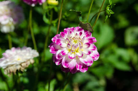 one lovely flower from the family dahlia name is Raibais Joksの写真素材