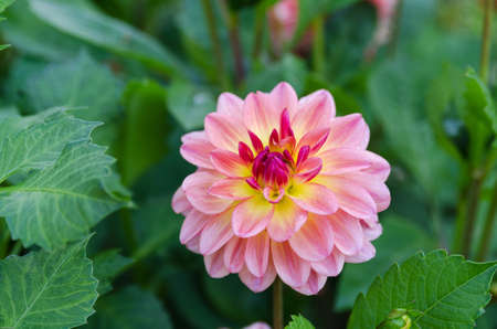 One lovely flower in the Family Dahlia The name is Erna Panzer Nckrosdahliaの写真素材