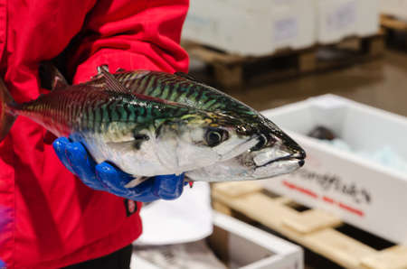 a fine fish green and black makarel very good to eatの写真素材