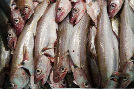 a tasty and very god food fish in the family of codfish the name is whiting