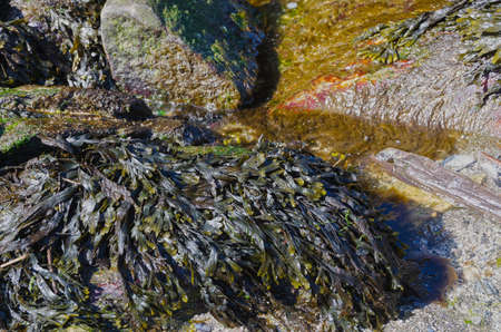 Brown and green seaweed untill the sea and waterの写真素材
