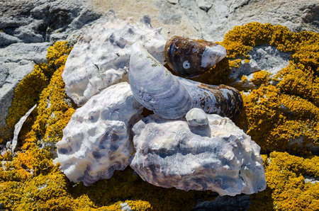 a couple of sea shell from the swedish westcoastの写真素材