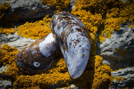 two blue mussel shell on the rock at the swedish westcoasの写真素材