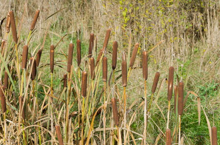 a lot of Reed piston in the grassの写真素材