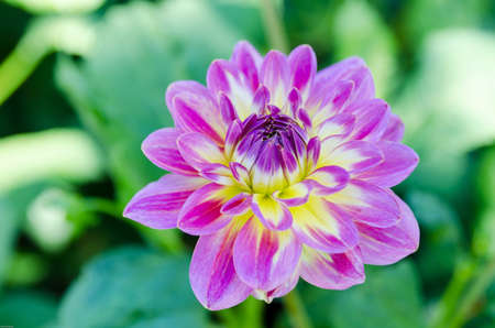 One lovely flower from the family dahlia the name is Rundaleの写真素材