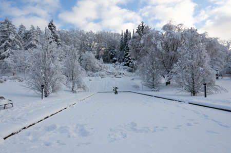 winter in sweden with snow on the tree and blue skyの写真素材