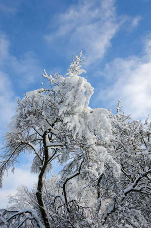 winter in sweden with snow on the tree and blue skyの写真素材
