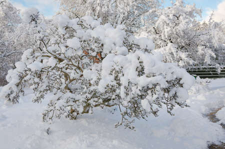 winter in sweden with snow on the tree and blue skyの写真素材