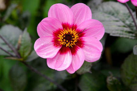 one lovely flower in the family dahlia the name is Willowfield Mathew dekorativdahliaの写真素材