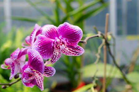one lovely orchid from asia picture is taken in Gothenburgの写真素材