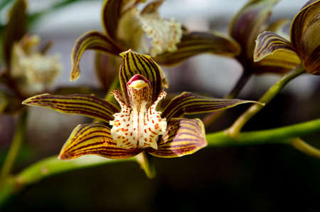 one lovely brown and green orchid from asia picture is taken in Gothenburgの写真素材
