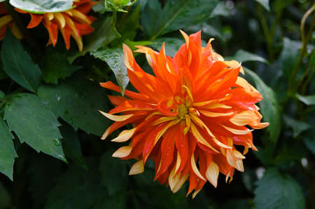 red and yellow flower in the family dahlia the name is Feu Folletの写真素材